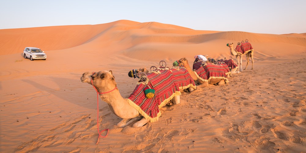 camel riding dubai.