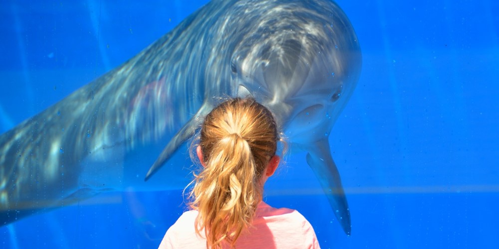 dolphin with child