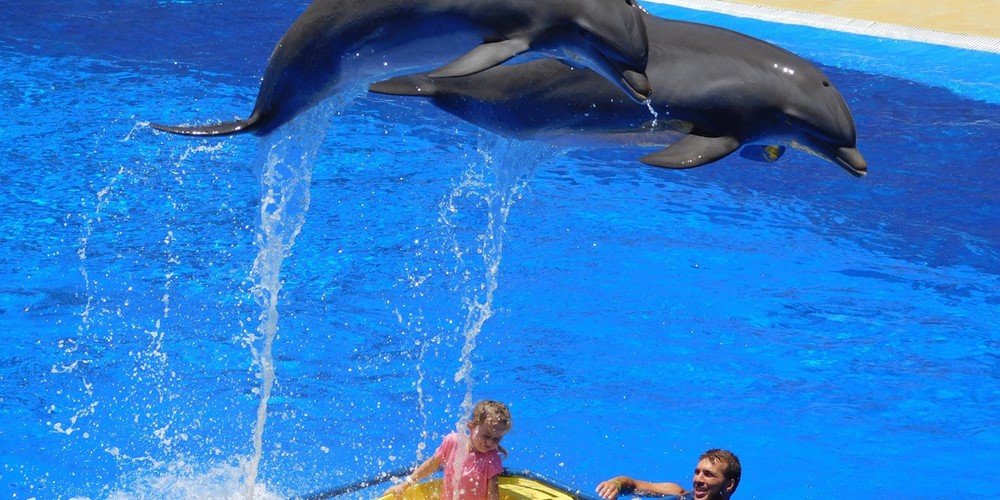  dolphins water jump