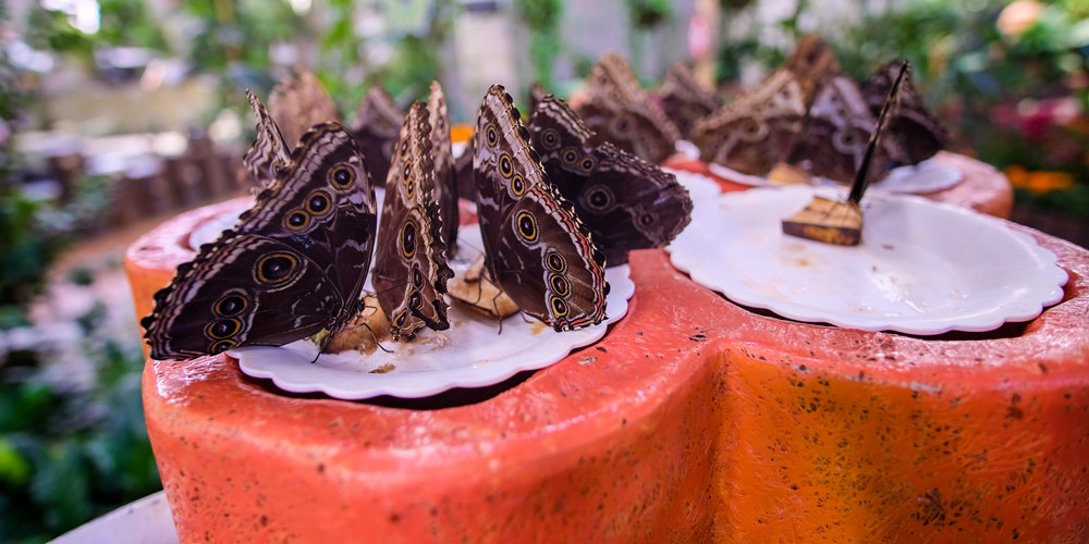 Dubai Butterfly Garden Butterflies Caligo Morpho