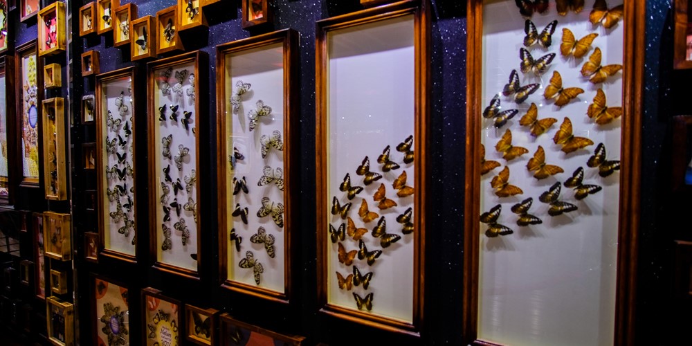 Dubai Butterfly Garden Museum